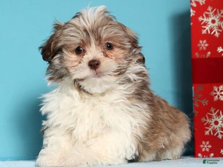 Havanese dogs Drew - Ad 2