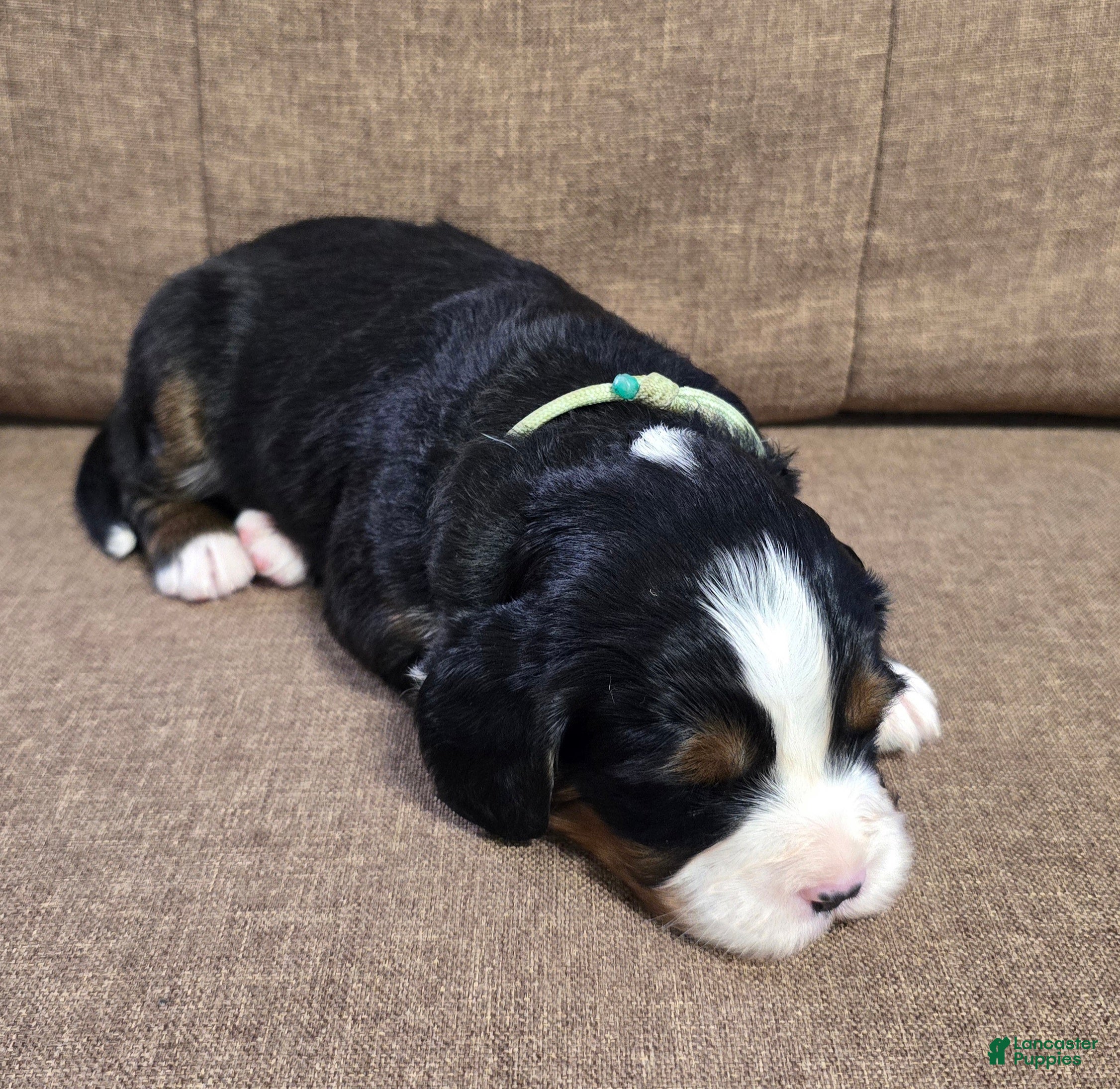 Miniature Bernese Mountain Dog dogs Sidecar - Ad 2