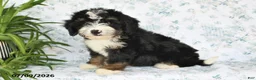 Mini Bernedoodle dogs for sale: Vicky - Ad 3