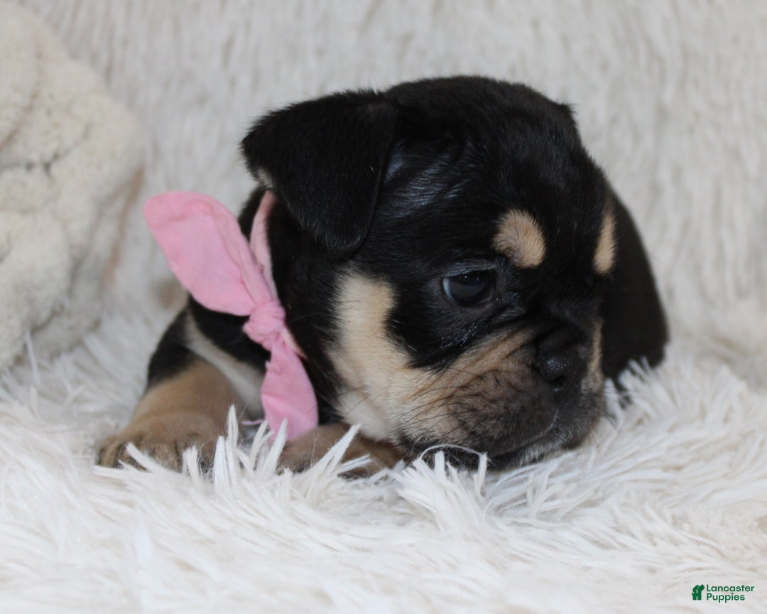 English Bulldog dogs for sale: Paris - Ad 6