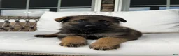 German Shepherd dogs for sale: Flynne - Ad 7