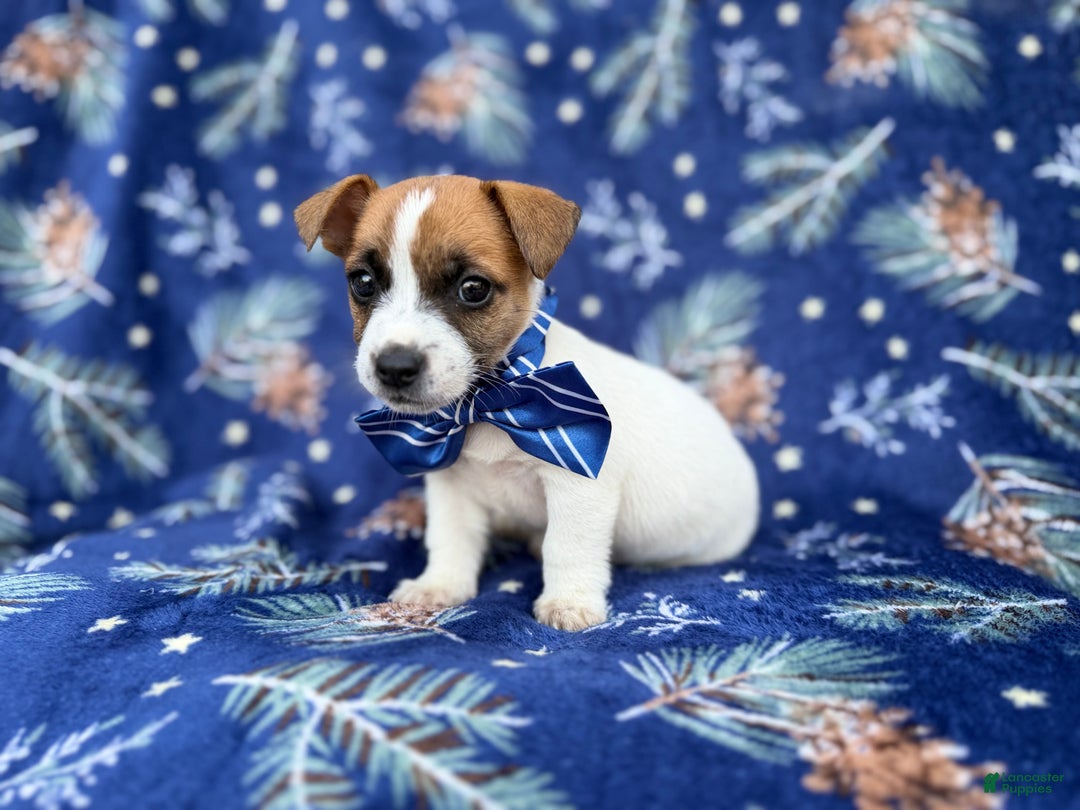 Jack Russell Terrier dogs for sale: Banjo - Ad 8