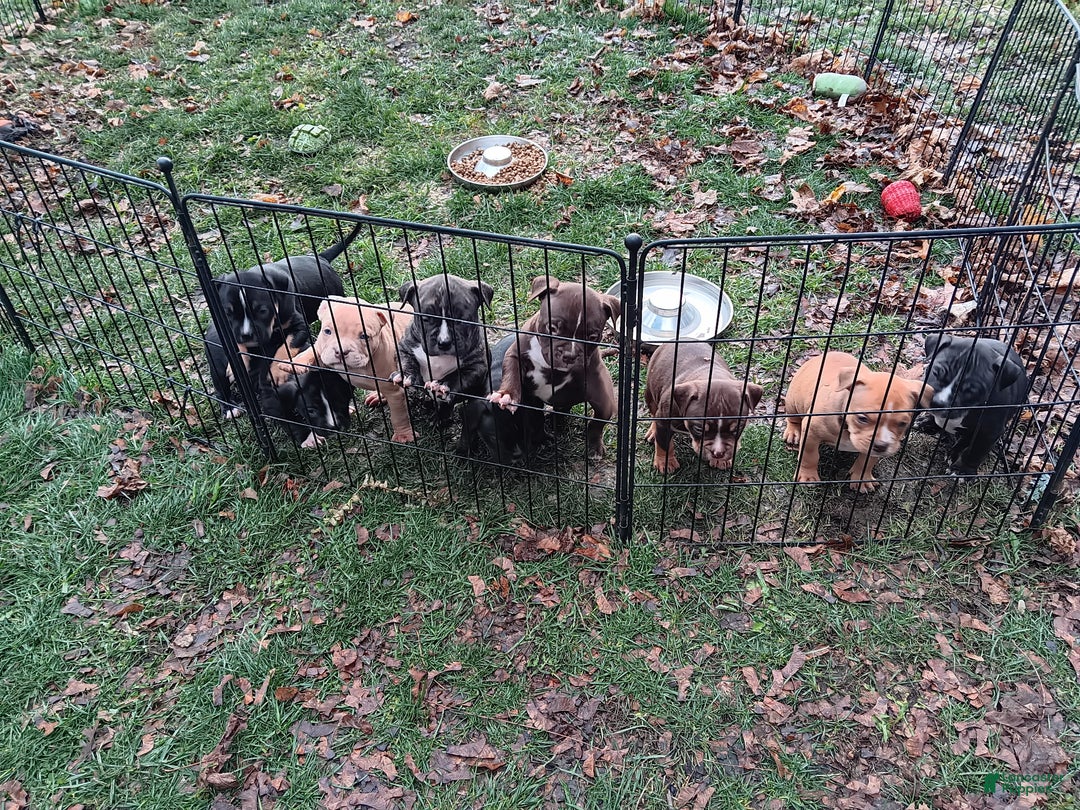 American Bully dogs for sale: American Bully Puppy 8 - Ad 9