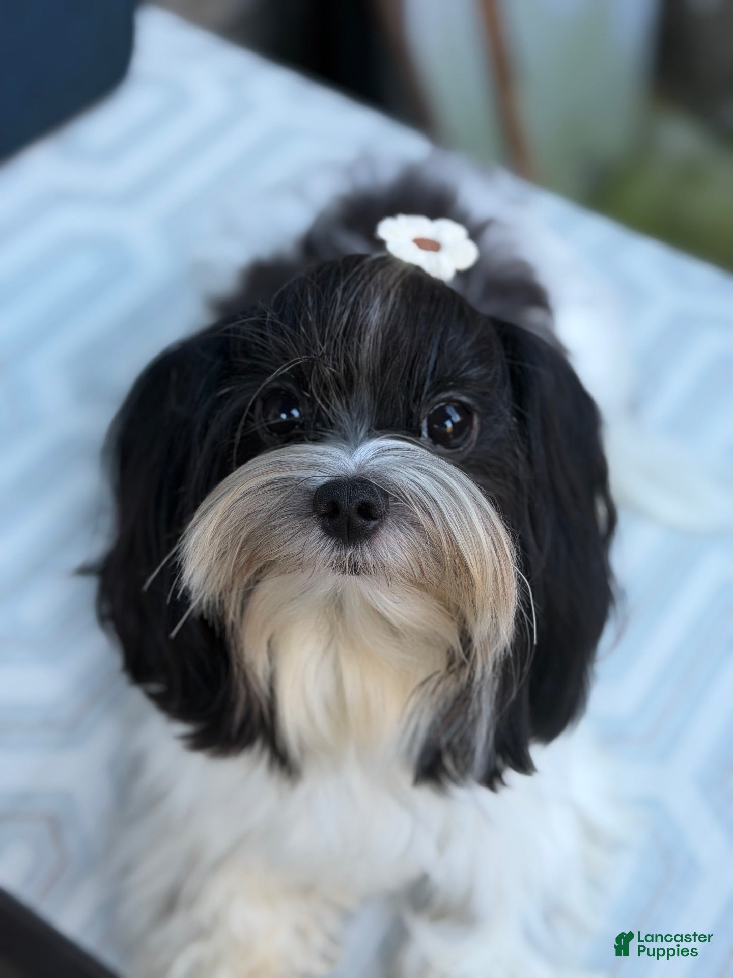 Morkie dogs for sale: Arlo - Ad 1