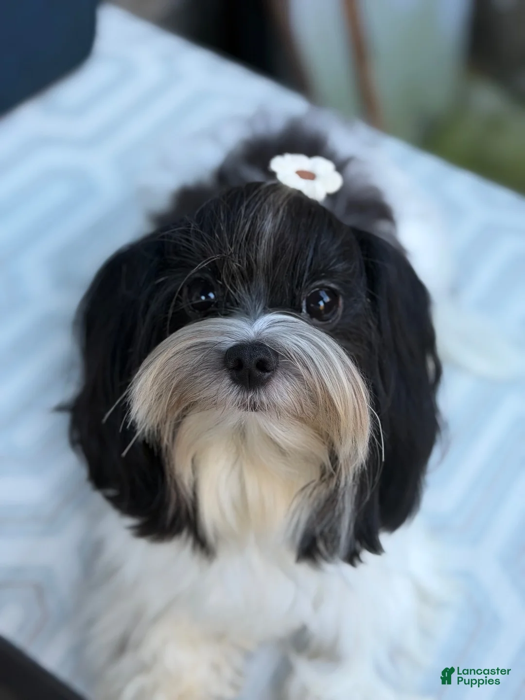 Morkie dogs for sale: Arlo - Ad 1