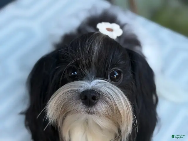 Morkie dogs for sale: Arlo - Ad 1