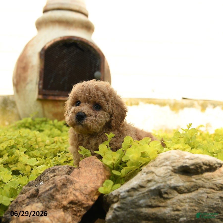 Toy Poodle dogs Darla - Ad 2