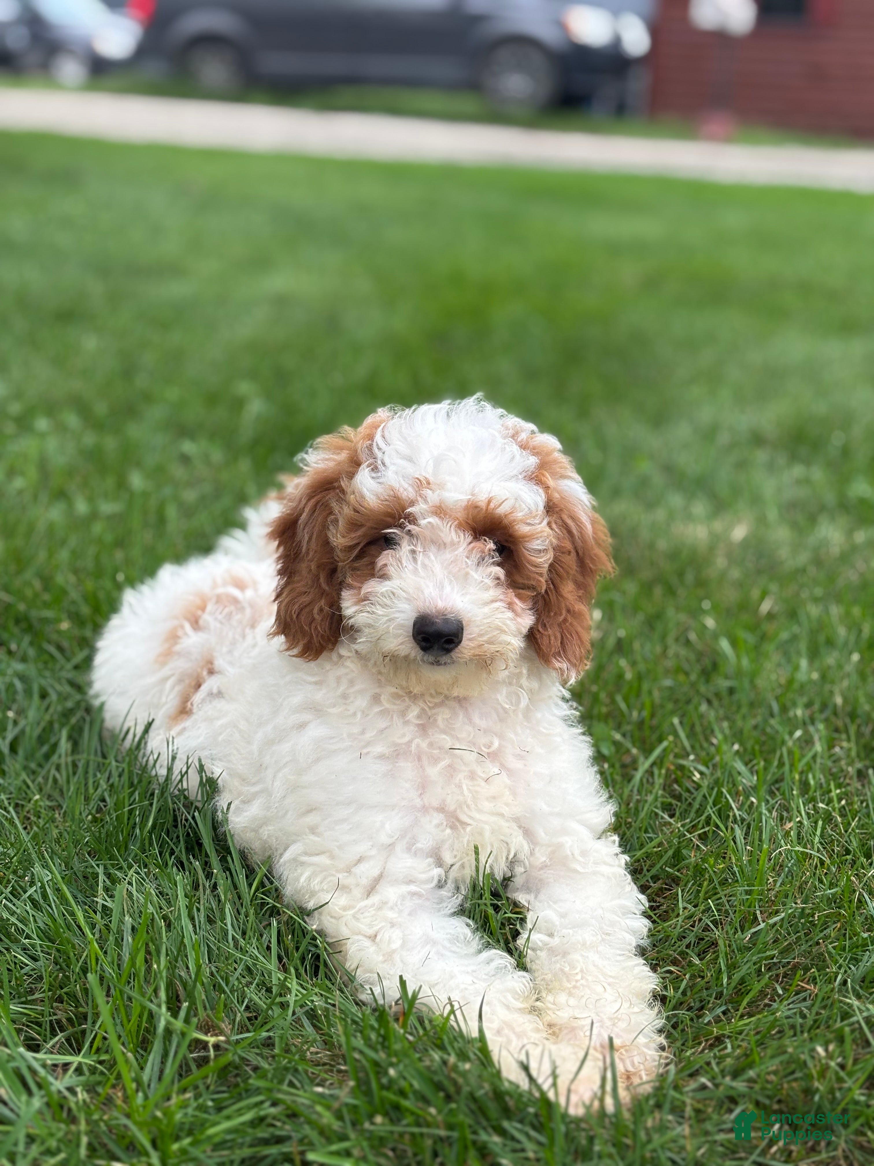 Mini Goldendoodle dogs Griffin - Ad 2