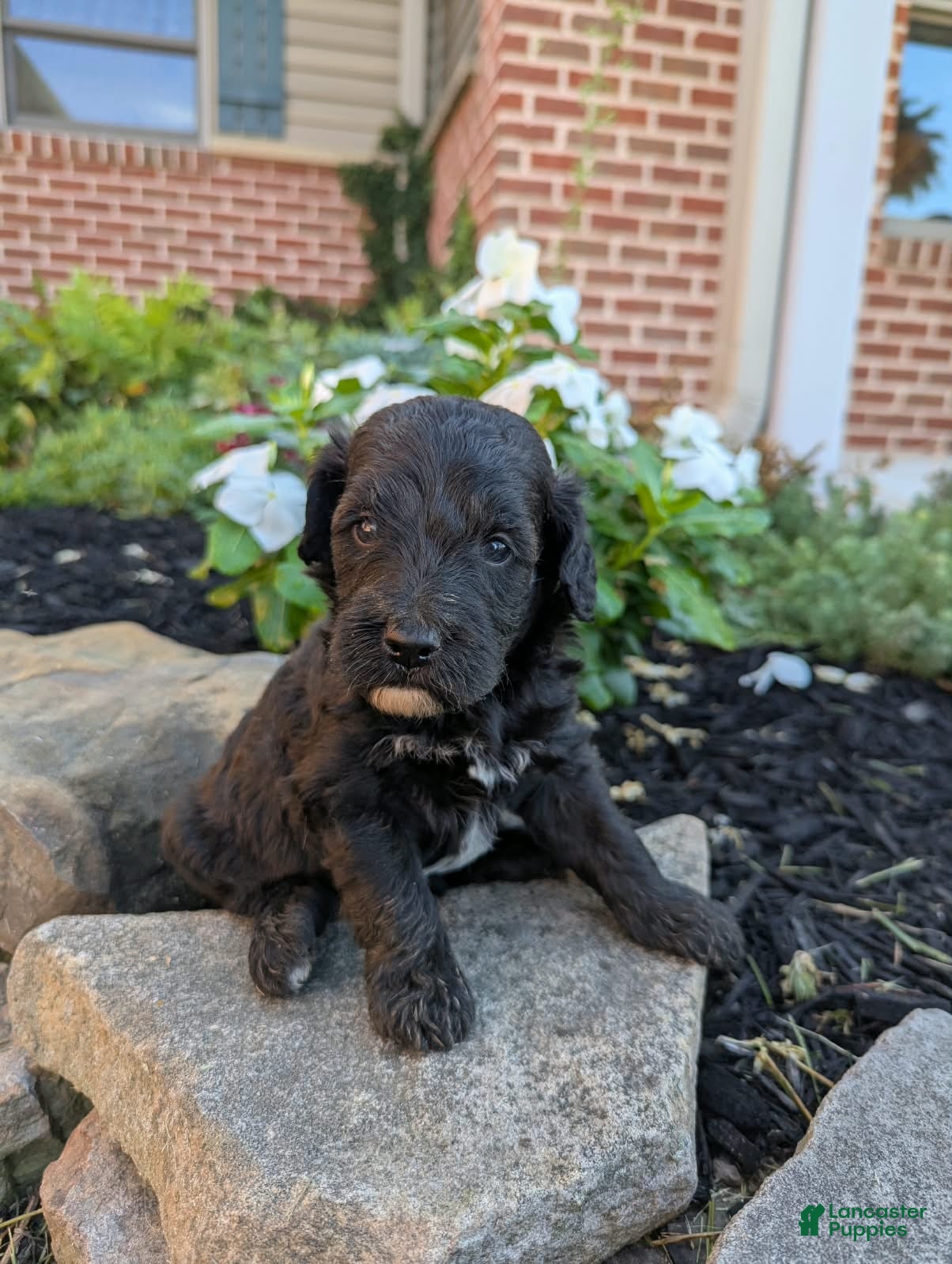 Mini Goldendoodle dogs Pepper F1B - Ad 2