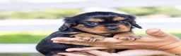 Cavalier King Charles Spaniel dogs for sale: Spanky - Ad 7