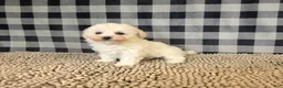 Bichon Frise dogs for sale: Bruce - Ad 4