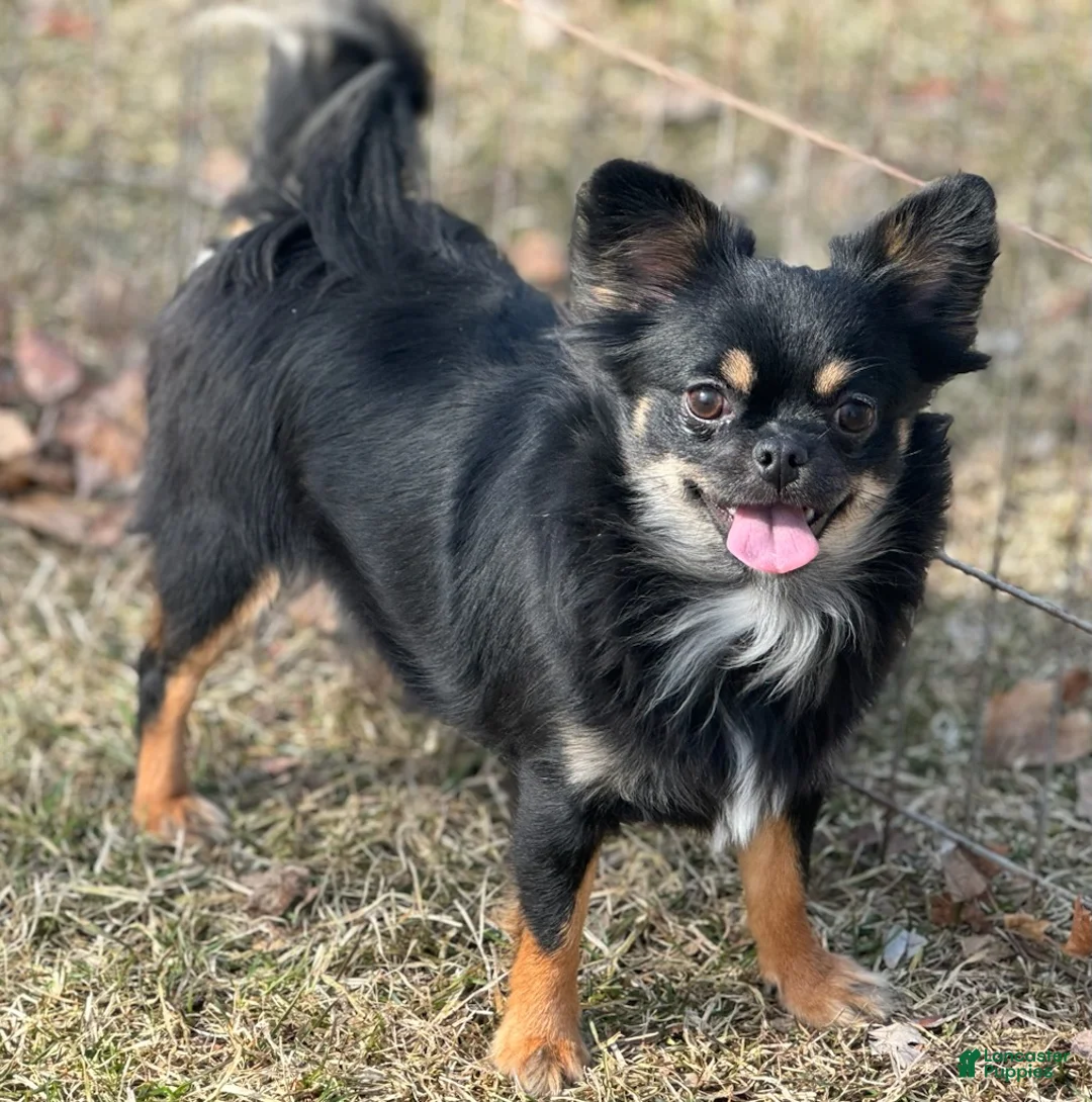 Chihuahua dogs for sale: Sammy - Ad 4