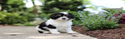Cavachon dogs for sale: Lana - Ad 4