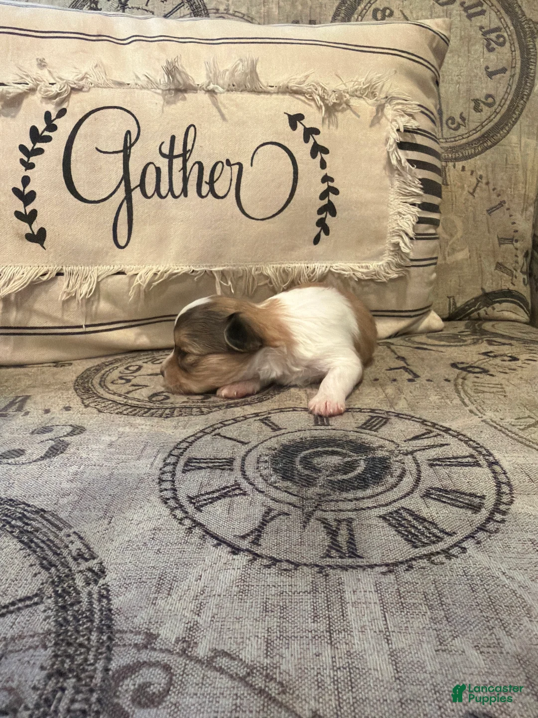 Shorkie dogs for sale: Chloe - Ad 1
