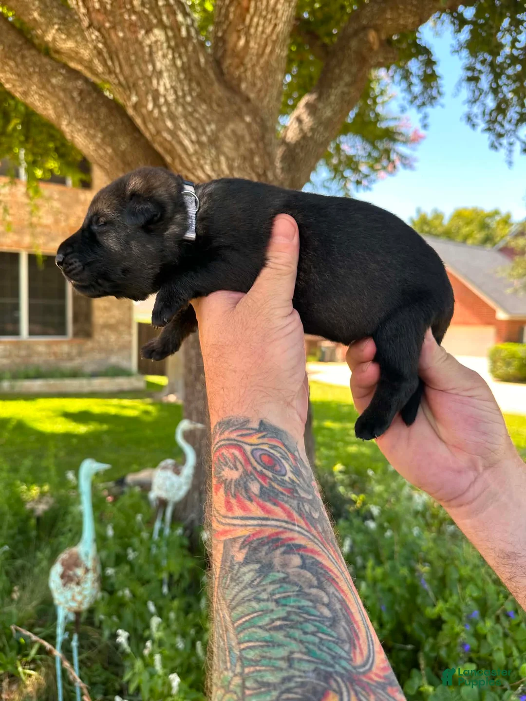 German Shepherd dogs for sale: German Shepherd 1 - Ad 2