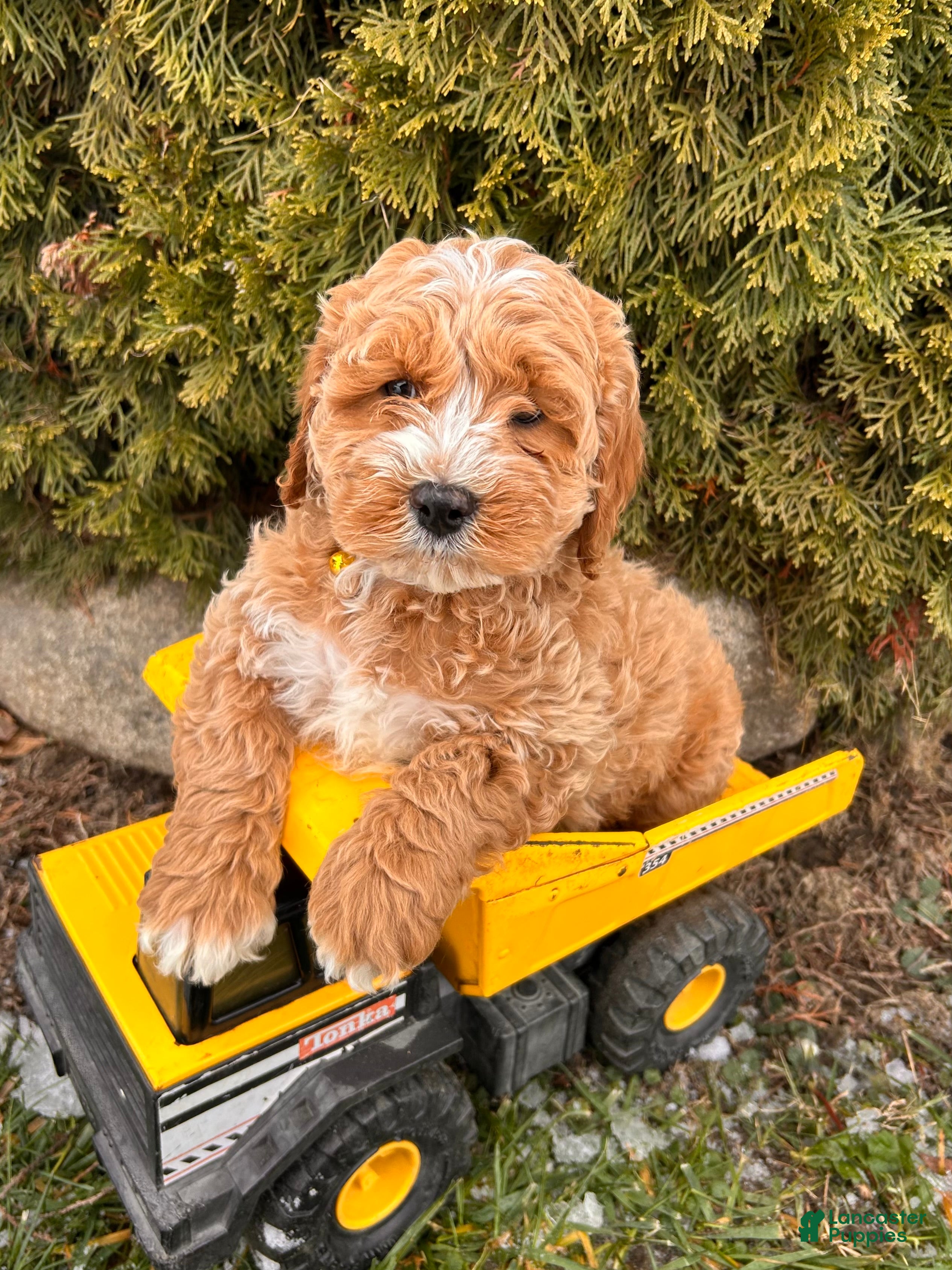 Cockapoo dogs Luke - Ad 5