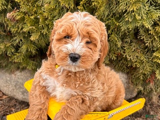 Cockapoo dogs Luke - Ad 26