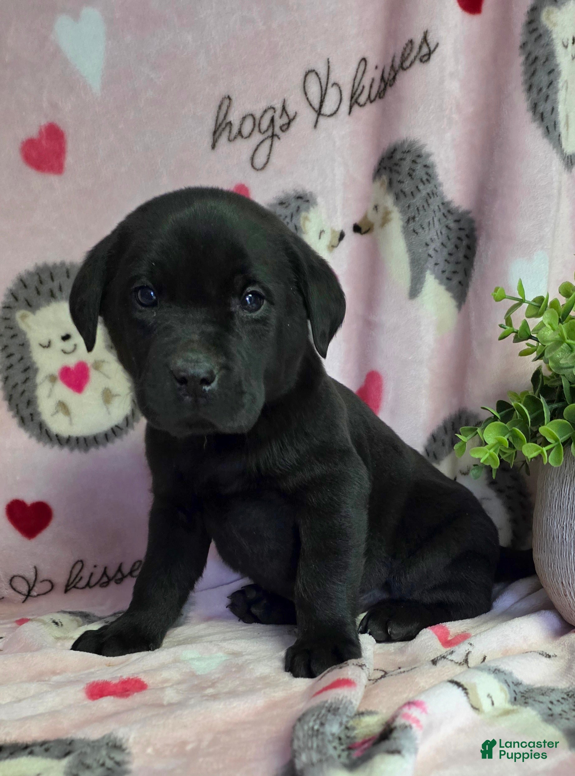Labrador Retriever dogs Otis - Ad 18