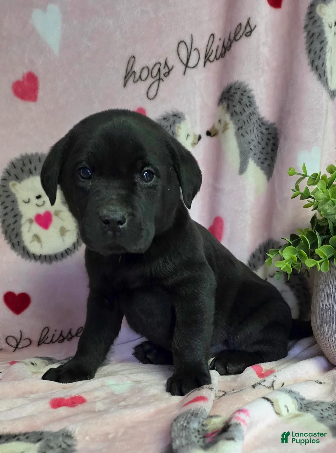 Labrador Retriever dogs for sale: Otis - Ad 1