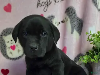 Labrador Retriever dogs Otis - Ad 18