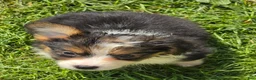 Welsh Corgi Pembroke dogs for sale: Duffy the fluffy - Ad 3