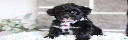 Yorkiepoo dogs for sale: Raven - Ad 11
