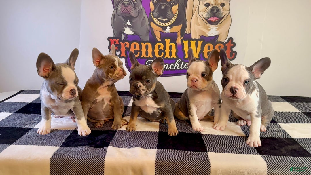 French Bulldog dogs for sale: French Bulldog Puppy 1 - Ad 3
