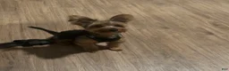 Yorkshire Terrier dogs for sale: Saint  - Ad 4