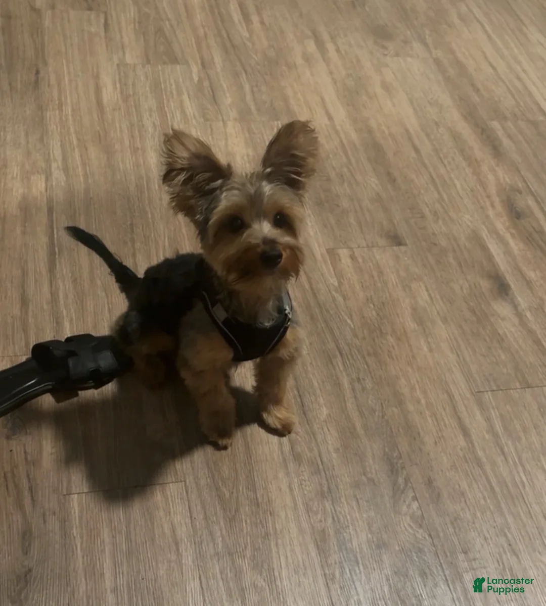 Yorkshire Terrier dogs for sale: Saint  - Ad 4