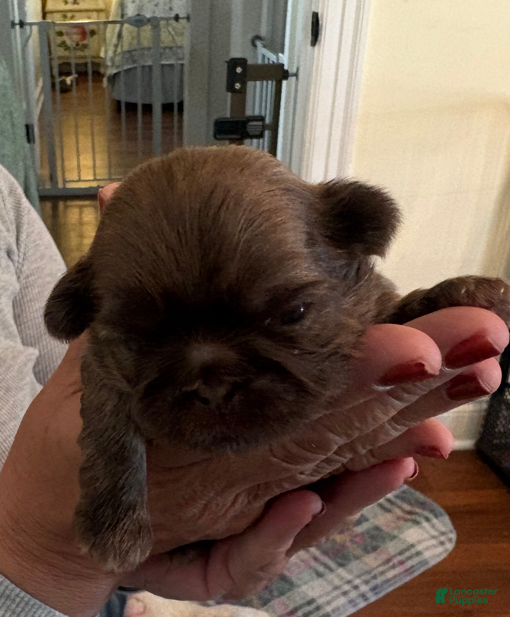 Shih Tzu dogs for sale: Yoko - Ad 2