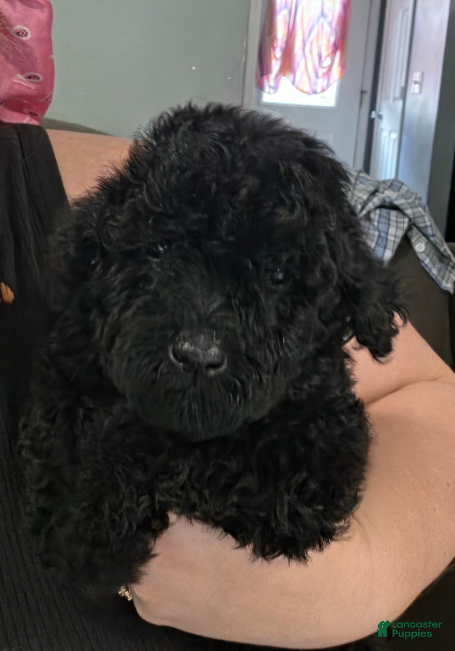 Goldendoodle dogs Goldendoodle 5 - Ad 20