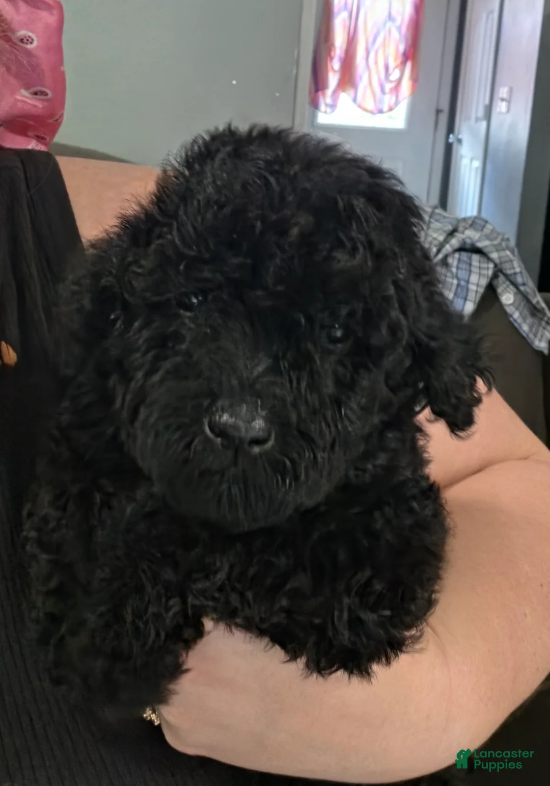 Goldendoodle dogs for sale: Goldendoodle 5 - Ad 1