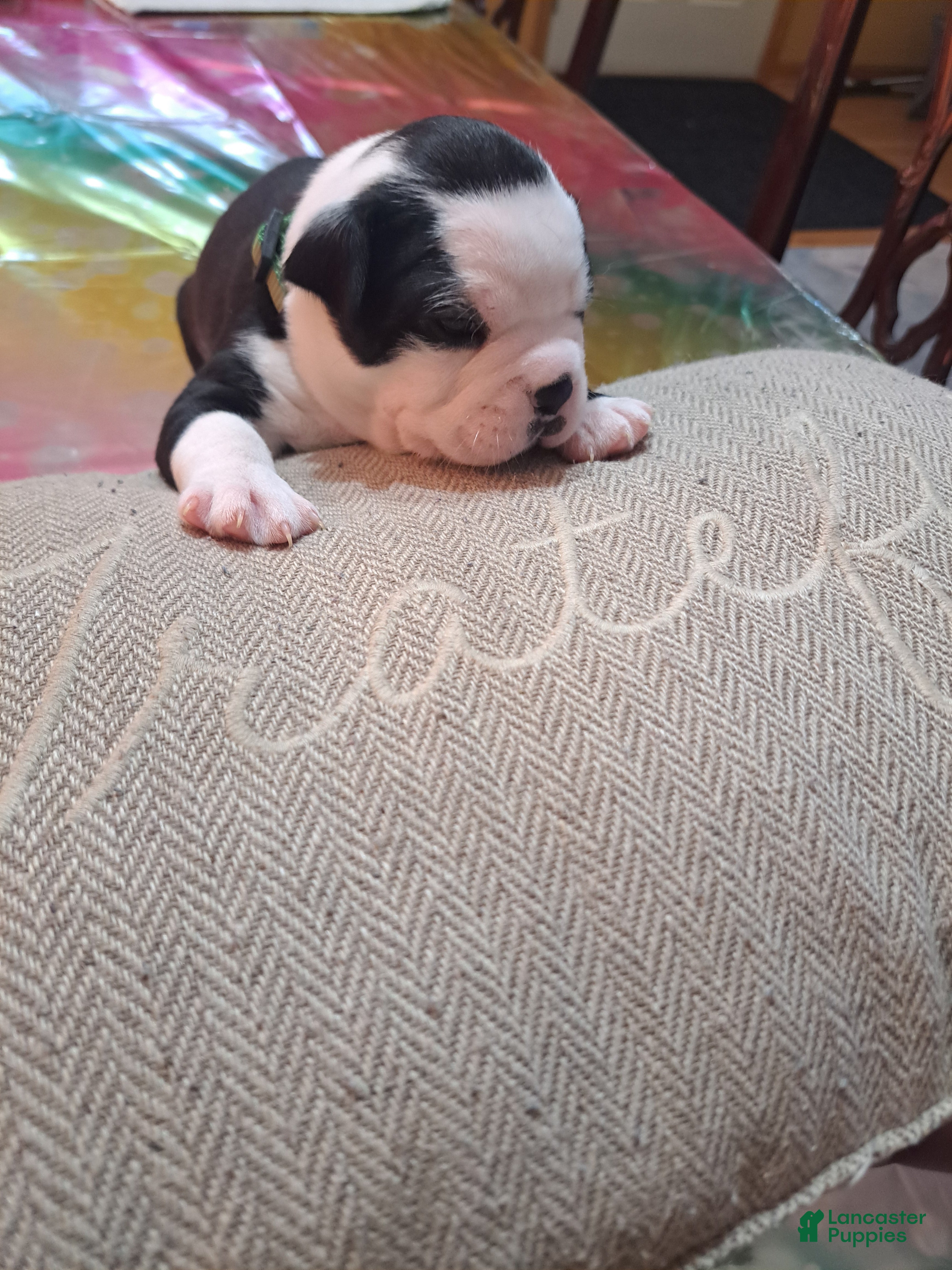 Boston Terrier dogs Boston Terrier Puppy 3 - Ad 5