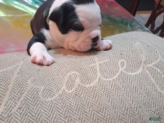 Boston Terrier dogs Boston Terrier Puppy 3 - Ad 19