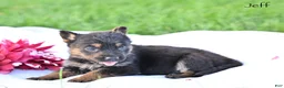 German Shepherd dogs for sale: Jeff - Ad 2