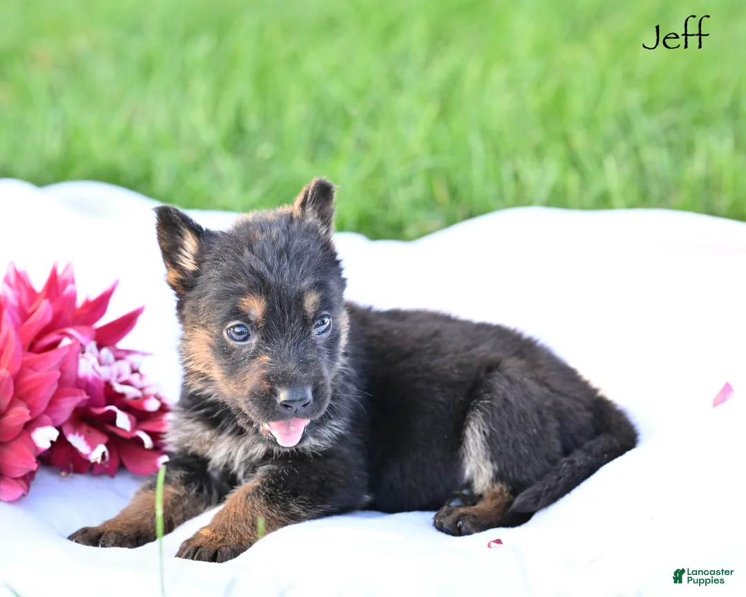 German Shepherd dogs for sale: Jeff - Ad 2
