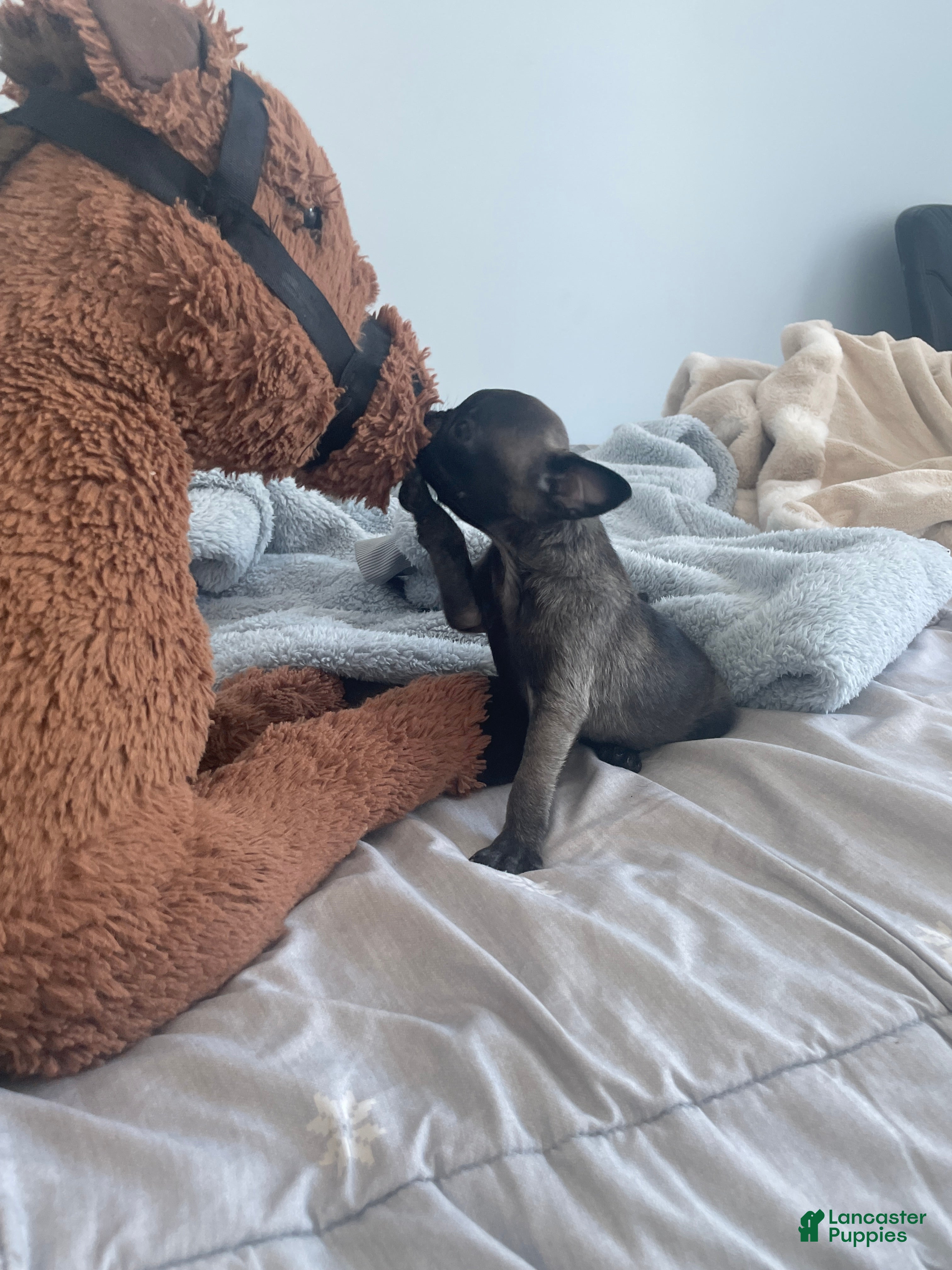 Pug dogs Peanut  - Ad 42