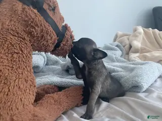 Pug dogs Peanut - Ad 42