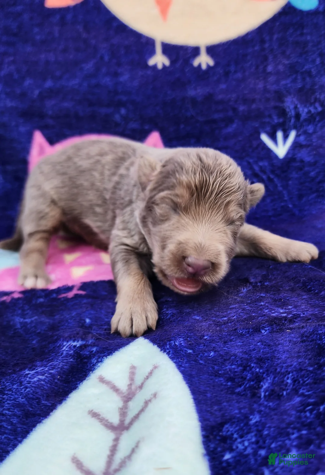 German Shepherd dogs for sale: Peaches - Ad 1