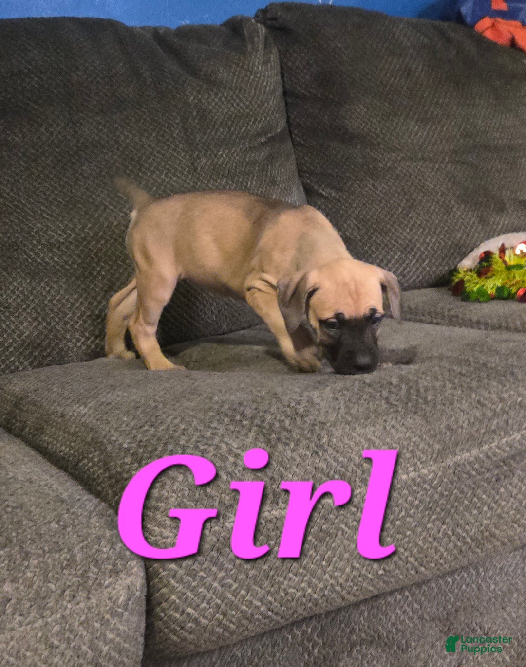 Cane Corso dogs for sale: Cane Corso Puppy 3 - Ad 1