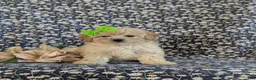 Bichpoo dogs for sale: Ariel - Ad 4