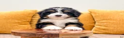 Mini Bernedoodle dogs for sale: Hudson - Ad 4