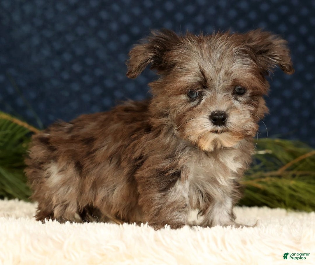 Havapoo dogs for sale: Parker - Ad 4