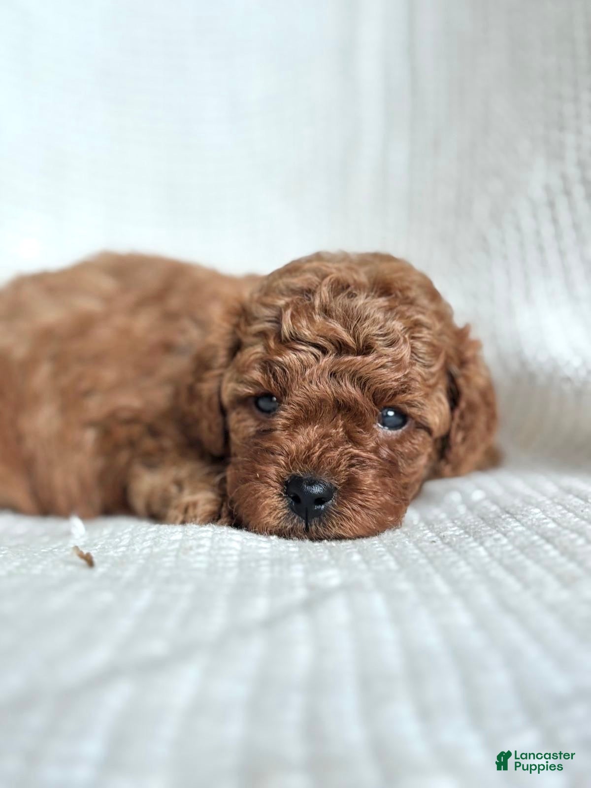 Mini Goldendoodle dogs Mini Goldendoodle 3 - Ad 1