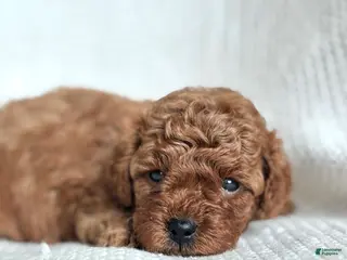 Mini Goldendoodle dogs for sale: Mini Goldendoodle 3 - Ad 2