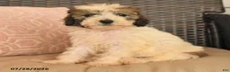 Miniature Poodle dogs for sale: Nutmeg - Ad 2