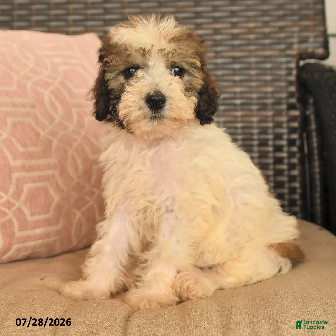 Miniature Poodle dogs for sale: Nutmeg - Ad 2
