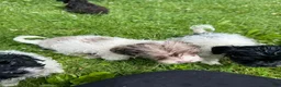 Mixed Breed dogs for sale: Baxter - Ad 16