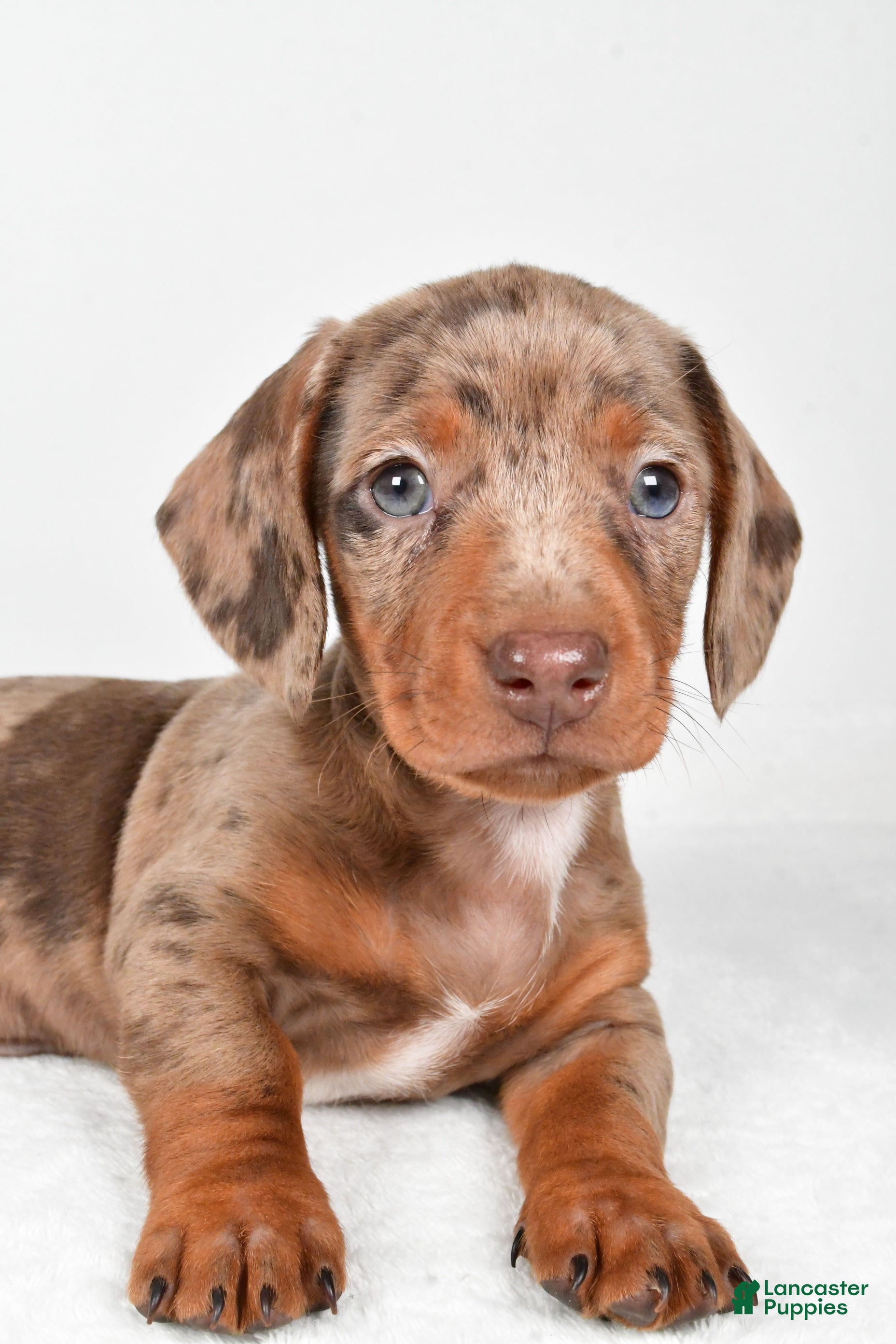 Sue Miller | Lancaster Puppies, image size:1856x2784