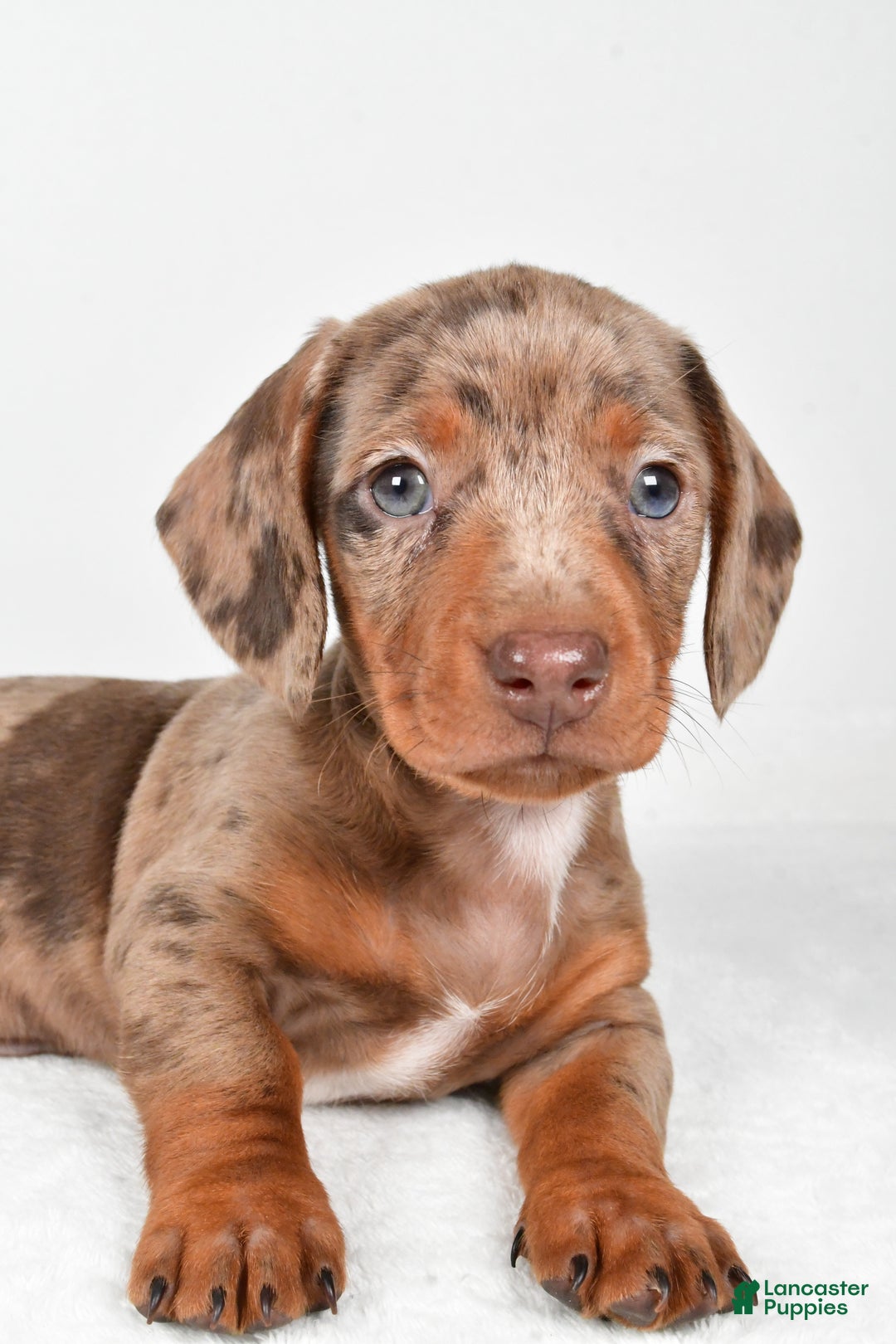 Miniature Dachshund dogs for sale: Finley - Ad 2